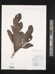 Image result for Oliverella rubroviridis