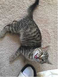 In this disease, swelling of the abdomen is a symptom of the virus which infects internal organs. Is It Normal For A Kitten To Have A Big Belly Pets Stack Exchange