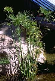 Image result for Cyperus haspan