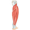 Lower leg anatomy, diagram & pictures | body maps. 1