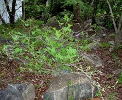 Image result for Neorautanenia mitis