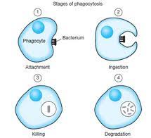 What is the process of phagocytosis? What Is Phagocytosis Brainly In