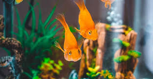 Maybe you would like to learn more about one of these? 10 Jenis Ikan Hias Aquarium Percantik Dan Hidupkan Hunian