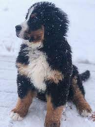 scout bernese mountain dog soffe doodles kopek