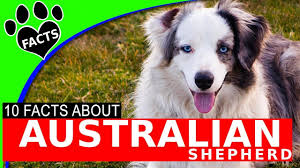 Australian Shepherd Dogs 101 Aussie Facts Youtube