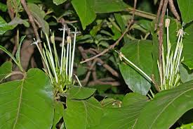 Image result for Oxyanthus latifolius