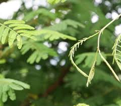 Image result for Acacia brevispica