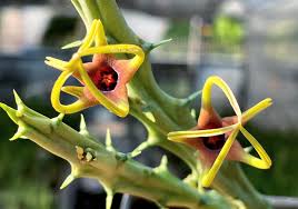 Image result for Orbea lugardii