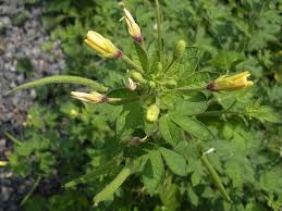 Image result for Cleomaceae