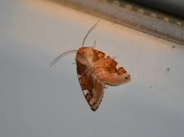 Image result for Cosmia diffinis