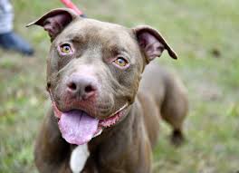 Breaking Down Pit Bull-Type Dogs | York County SPCA