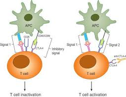 Image result for T-Lymphocyte