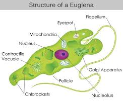 An Overview Of The Euglena Classification Thatll Interest