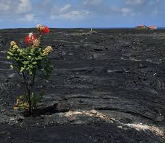 Sure, we have changed the world irrevocably for the better (or worse), but nature was here before we were and it will be after we're gone. 11 Photos Of Flowers Growing In Unusual Places From The Grapevine