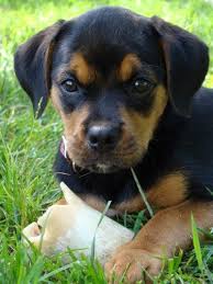 Black And Tan Beagle Pup Puggle Google Images Puggle Puppies Puggle Puggle Dogs