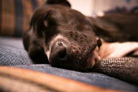 Amazon.com has some nice collections. How Much Does It Cost To Put A Dog Down Your Dog Advisor