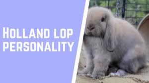 Learn more about holland lop rabbits! Best 10 Holland Lop Personality Facts Zoological World