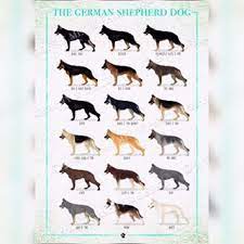The six solid colors are black, blue, grey, liver, sable, and white. I Can T Get Over The Similarities Between These Two Occasionally My Family Well My Mom And I Jok German Shepherd Colors German Shepherd German Shepherd Dogs