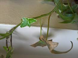 It blends beautifully in a dish garden, adding texture to a variety of tropical plants. Why Is My Indoor Ivy Plant Dying