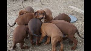 Redbone coonhound is a superb raccoon hunter from america with beautiful red coat. Hungry Talking 7 5 Week Redbone Coonhound Puppies Ginger X Red Sun Youtube