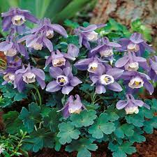 Aquilegia Flabellata Ministar 3 Plants Buy Online Order Now Planting Bulbs Plant Flower Bulbs Bulb Flowers