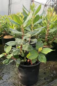 These species do well in container gardens on porches or patios. Arbutus Unedo Compacta Dwarf Strawberry Tree From Botanical Garden Plovdiv Bulgaria