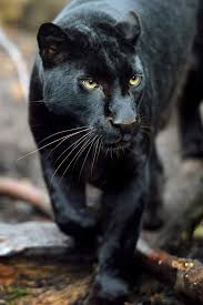 Image result for Panther Black 2002 Puma
