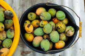 Bowl Of Ripe Julie And Graham Mangoes | Mango, Mango Tree, Mango Fruit