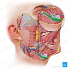 Image result for Hyoid Bone