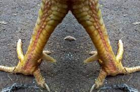 Scopri ricette, idee per la casa, consigli di stile e altre idee da provare. Gambar Kaki Ayam Pukul Saraf