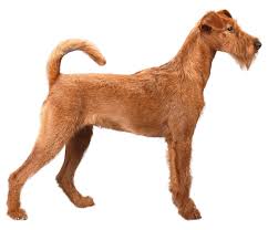 Irish Terrier Dog Breed Facts And Information Wag Dog