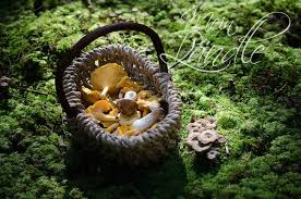 Doch wie lange ist alkohol im urin nachweisbar, von welchen faktoren hängt dieser zeitraum ab und wie funktioniert diese feststellung konkret? Pilze Sammeln Alternativen Zu Steinpilz Pfifferling Themen Lokalmatador