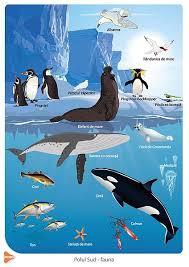 Polul Sud Ilustrație Cu Fauna De Polul Sud Polar Animals Animal Drawings Polar Bear Images