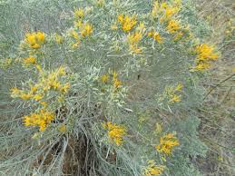 Image result for Nesaea ramosa