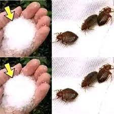 How to Get Rid of Bed Bugs Instantly at Home Black People | TikTok