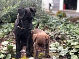 Kingdom acres labrador puppies for sale. American Lab Puppies For Sale In Pa 2020 Pets News And Review