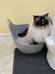 How Often Do And Should Cats Pee How Often Do Cats Urinate In A Day Cat Pee Cat Health Cat Health Problems