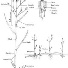 Image result for Andropogon perligulatus
