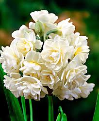 Narcisi Erlicheer Kwiaty Doniczkowe Rosliny Byliny