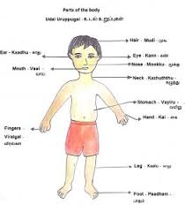 We are one of the most sought after exporters and suppliers of the parts of the body chart in tamil. Body Parts Tamil Ukg Tamil Worksheets Page 3 Of 4 Kidschoolz Page 3 Parts Of The Body Male Resep Sambal Cumi Asin Ala Grandma S Kitchen