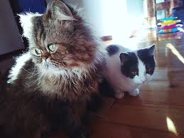 They take care of animals every day. How Often Do You Take A Cat To The Vet Here S The Answer