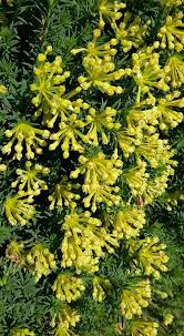 Image result for Gnidia