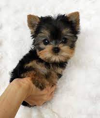 Akc Yorkie Puppies Yorkie Puppy Yorkshire Terrier Puppies Teacup Yorkie Puppy