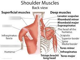 The system used here groups the muscles based on their function and. Back And Shoulder Muscles Diagram Quizlet