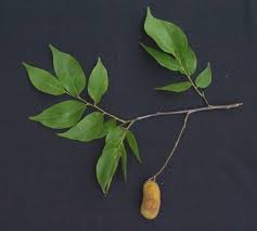 Image result for Crudia