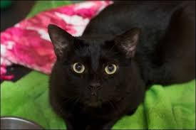 Uptown cats serves three functions: Lexicon Domestic Short Hair Black Cat New York Ny Short Hair Black Domestic Short Hair Cats New York