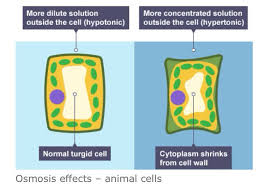 All three have the term tonic in common. Osmosis Effects In Plant Cells Cell Wall Plant Cell Animal Cell