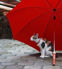 Image result for cat with umbrella waiting for rain