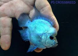 Find the perfect aquarium background stock illustrations from getty images. Thai Silk Short Body Cichlid Fish Fish Pet Freshwater Fish