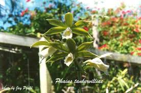 Image result for Phaius occidentalis